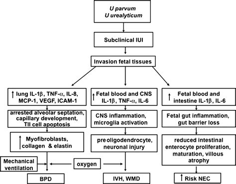 uriplasma|treatment of ureaplasma nice guidelines.